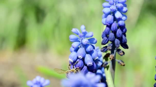 Pszczoła Zapyla Kwiat Pszczoła Zapyla Niebieski Kwiat Muskularnym — Wideo stockowe