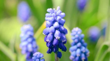 Arı çiçeği döller / Arı mavi çiçek musaryasını döller