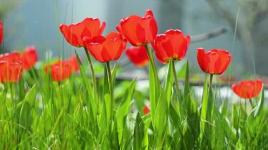 Güneşin ışıldadığı güzel bir lale ve güzel bir çayır manzarası. Tarla çiçekleri lale. Güneşin altında açan laleyle güzel bir doğa sahnesi