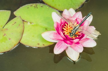 Pembe bir nilüfer çiçeğinin üzerinde oturan yeşil yusufçuk. Pembe bir nilüfer çiçeğinin üzerinde oturan yeşil yusufçuk. Üst görünüm.