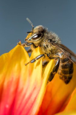 Renkli çiçek yaprakları üzerinde arı Renkli çiçek yaprakları üzerinde arı. Kapat..