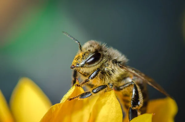 Honey Bee Flower Petals Close Honey Bee Yellow Red Flower — Stock Photo, Image