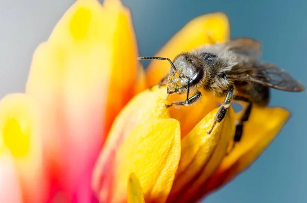 Медовая Пчела Лепестках Цветов Закрыть Медовая Пчела Желтом Красными Лепестками — стоковое фото
