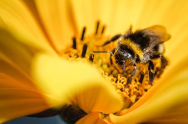 Bir çiçek / yakın plan yaban arısı tarafından polenleme. Kavram polenleri