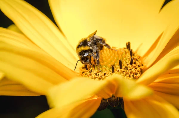 Bumblebee Sits Yellow Flower Closeup Bumblebee Pollinates Flower Pollinations Concept — Stock Photo, Image