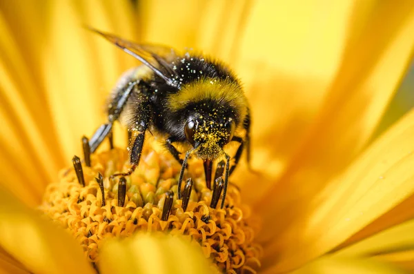 Bumblebee Impollina Fiore Giallo Primo Piano Inquinazioni Del Concetto Fotografia Stock