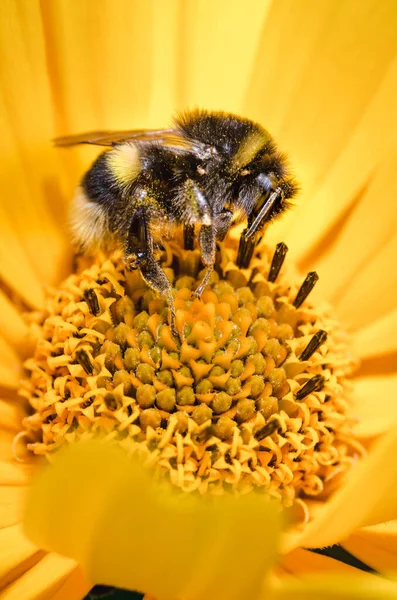 Hommel Bestuift Een Gele Bloem Close Bestuiving Van Het Concept Stockafbeelding