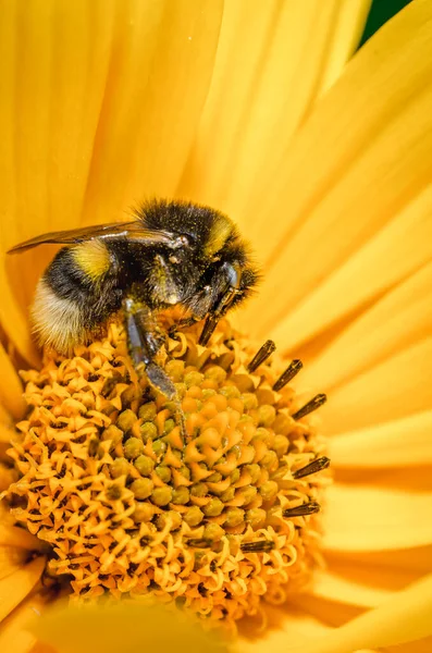 Hommel Bestuift Een Gele Bloem Close Bestuiving Van Het Concept — Stockfoto