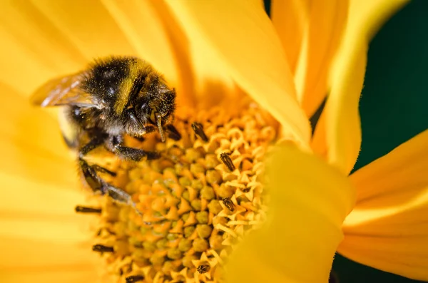 Bumblebee Pollinates Yellow Flower Closeup Pollinations Concept — Stock Photo, Image
