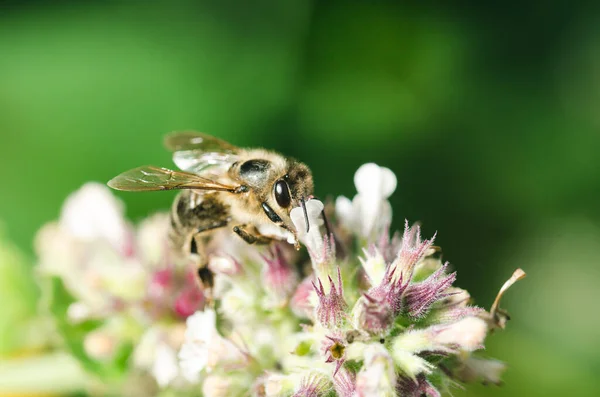 Bee pollinates mint flower/Pollinating the bee mint flower on a sunny day
