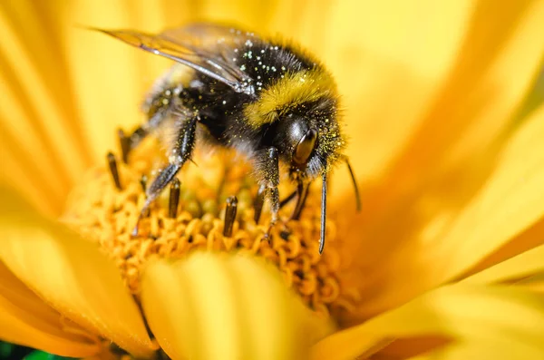 Bumblebee Impollina Fiore Giallo Primo Piano Inquinazioni Del Concetto Foto Stock