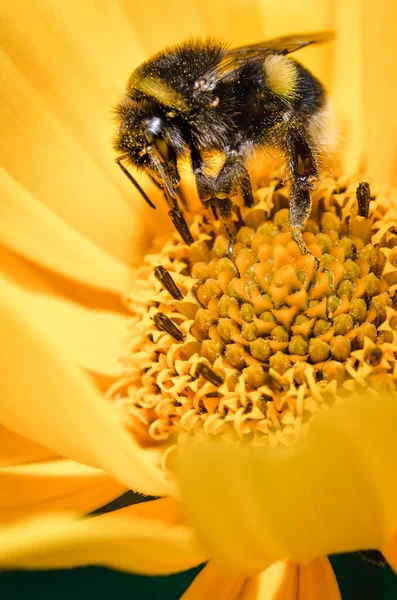 Bumblebee Impollina Fiore Giallo Primo Piano Inquinazioni Del Concetto Foto Stock Royalty Free