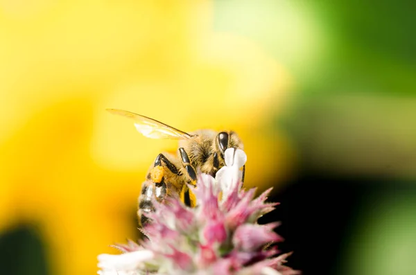 Bee pollinates mint flower/Pollinating the bee mint flower on a sunny day