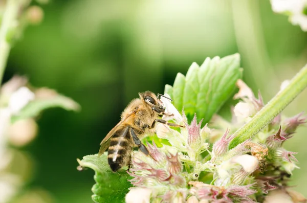 Bee pollinates mint flower/Pollinating the bee mint flower on a sunny day