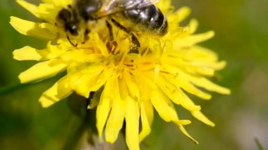 Bal arısı dölleyen Sarı karahindiba / arı karahindiba çiçeklerinden nektar toplar