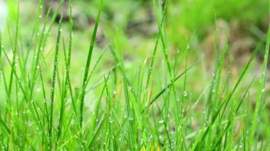 Yağmur damlalı yeşil çimen. Çiy damlalı taze yeşil çimen.