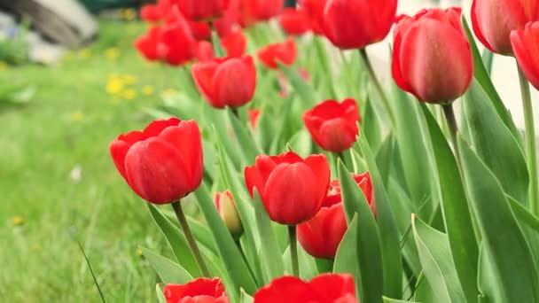 Cena de natureza bonita com tulipa florescente / Prado bonito. Flores de campo tulipa. Bela cena da natureza com tulipa florescente — Vídeo de Stock