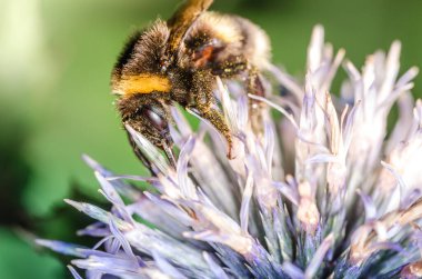 yaban arısı bir çiçeği döller / büyük yaban arısı bir çiçeği döller. Seçici odak