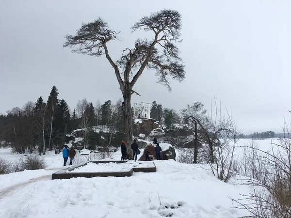 Alone Tree Winter Snowy Park — Stock Photo, Image