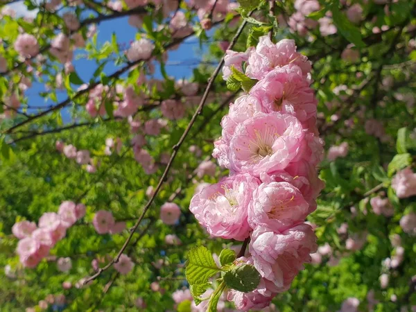 Flowers Blossom Summer — Stock Photo, Image