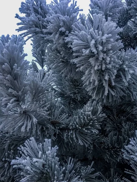 Macro Foto Árvore Congelada — Fotografia de Stock