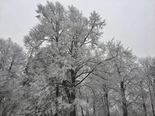 森の中の冬の凍結風景 — ストック写真