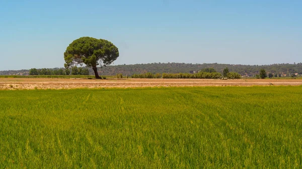 Zelené Pole Alentejo Portugalsko — Stock fotografie