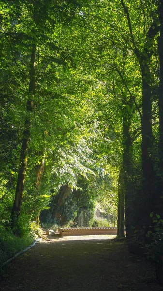 Forest Bom Jesus Braga Portugal — Stock Photo, Image