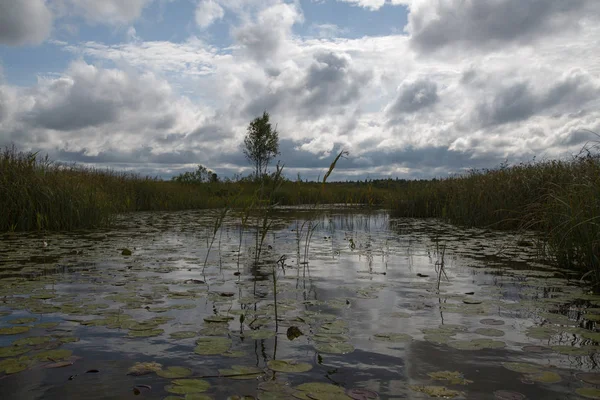 Белое озеро, Эстония — стоковое фото