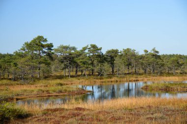Bataklık üzerinde altın sonbahar