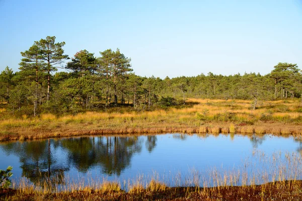 Golden autumn on swamp — Stock Photo, Image