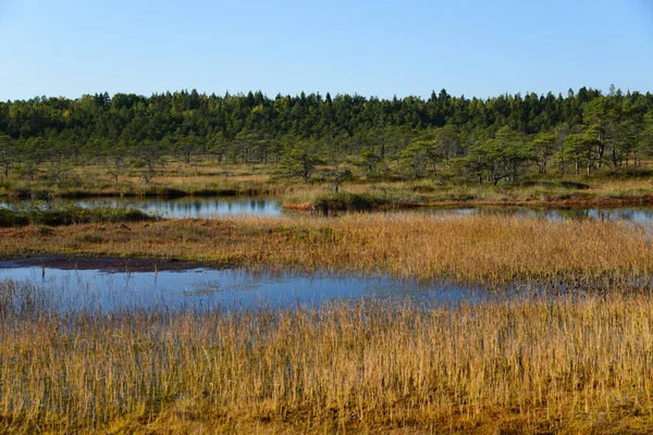 Золотая осень на болоте — стоковое фото