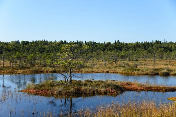 Golden autumn on swamp — Stock Photo, Image