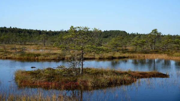 Golden autumn on swamp — Stock Photo, Image