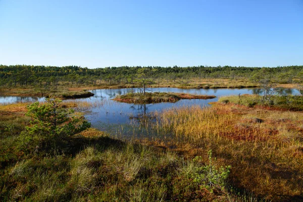 Golden autumn on swamp — Stock Photo, Image