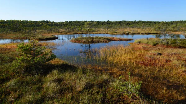 Золотая осень на болоте — стоковое фото
