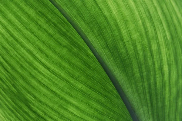Большой Зеленый Фон Листьев Текстура Листа Крупный План Макро Природа — стоковое фото