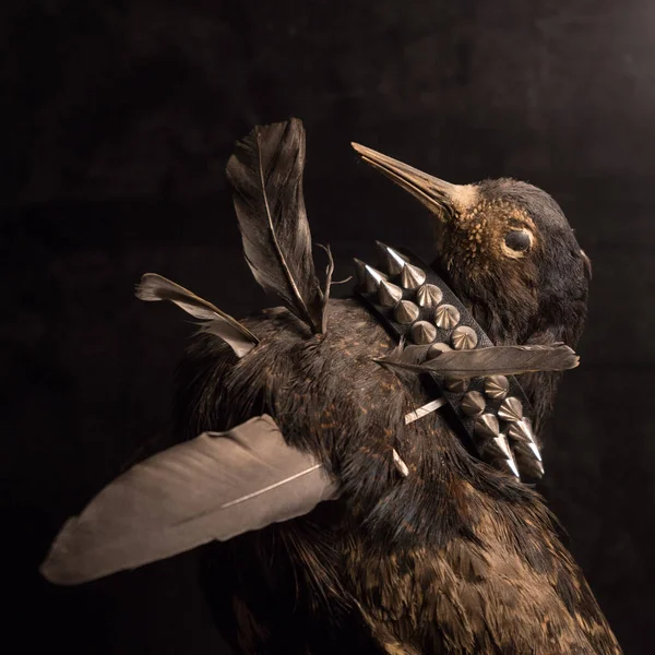 Çivili bir bileziği olan içi doldurulmuş bir kuş.