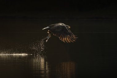 Sea Eagle Hunting clipart