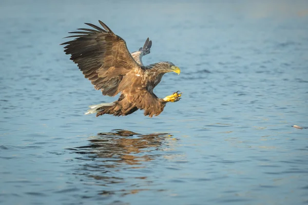 Охотничий морской орел — стоковое фото