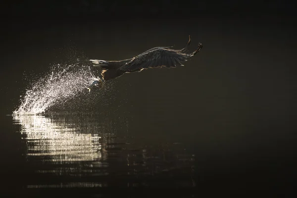 Seeadler jagen — Stockfoto