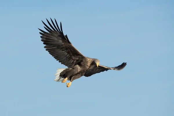 Hunting Sea Eagle — Stock Photo, Image