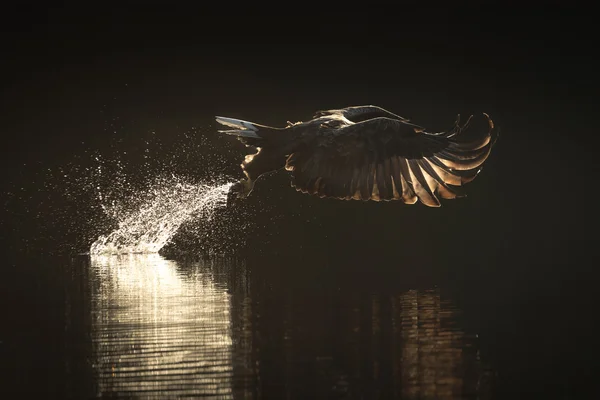 Hunting Sea Eagle — Stock Photo, Image