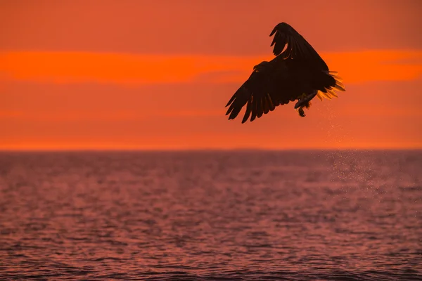 Seeadler jagen — Stockfoto