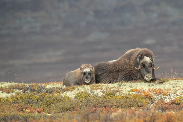 Mãe e Bebê Musk Ox — Fotografia de Stock