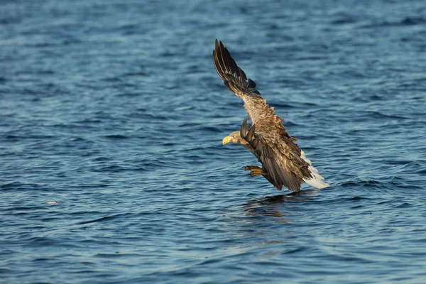 Águila real caza — Foto de Stock