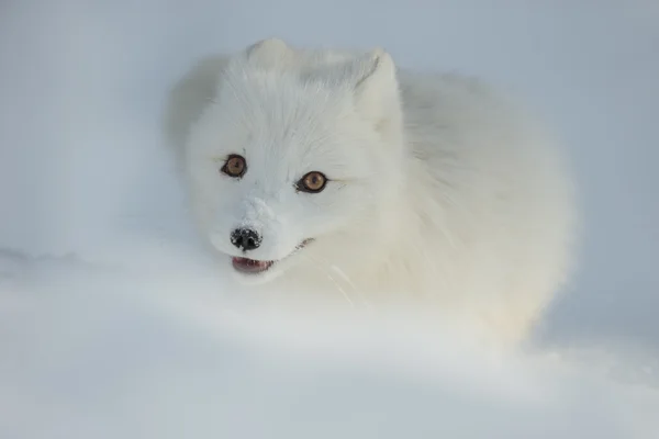 北极狐在雪地里 图库照片