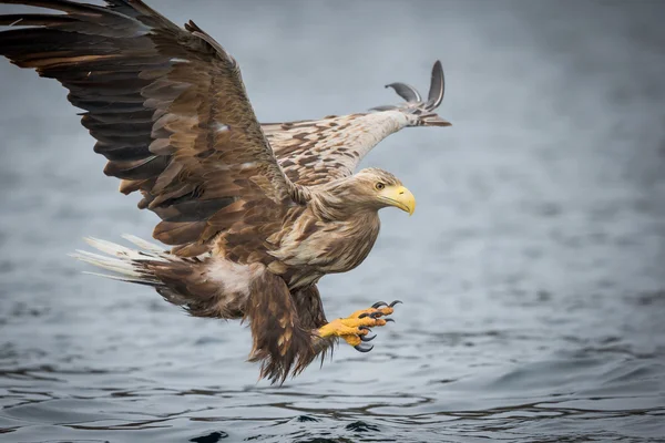 Mannelijke White-tailed Eagle — Stockfoto