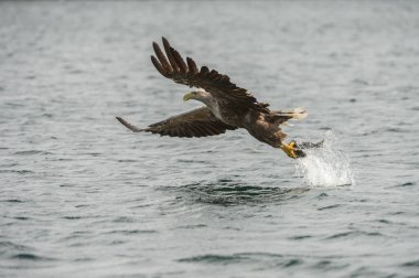 Ak kuyruklu kartal catch.