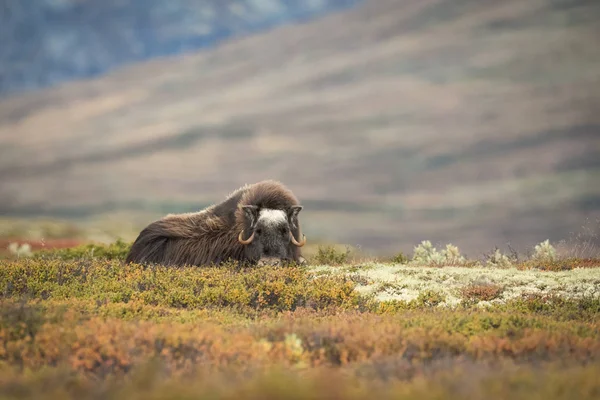 Musk Ox Femmina — Foto Stock